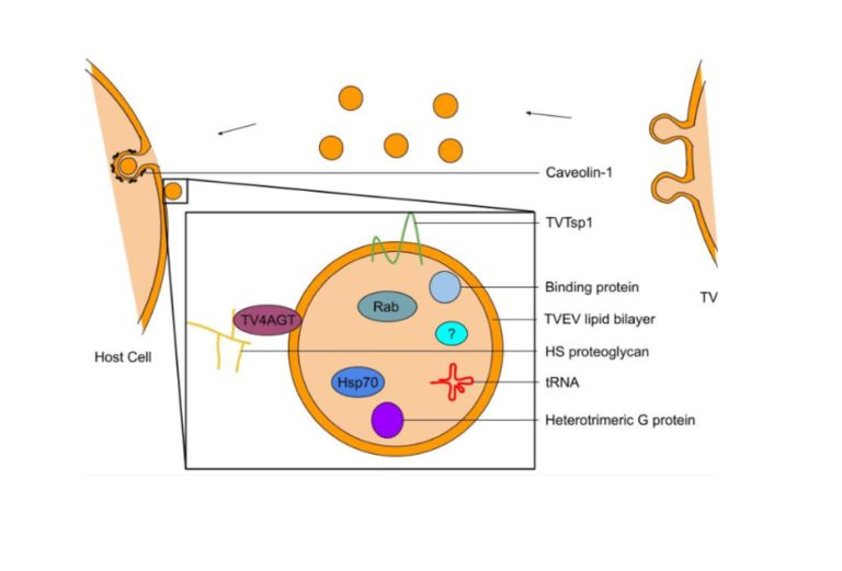 Desmond Seybold Publishes in International Journal of Molecular Sciences