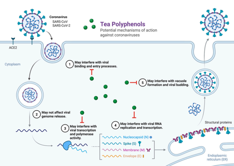 Auxergen Intern Harrison Chang Publishes a Comprehensive Review on Tea Polyphenols and COVID-19 in Current Issues in Molecular Biology